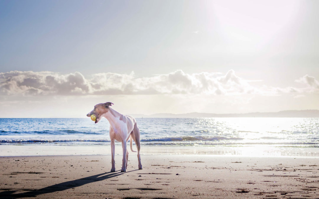 Spade Sample Post Three